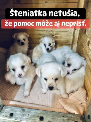 ❗️NA PSÍKY V HUMENNOM SA ASI ZABUDLO 😱❗️ ❌❌❌❌❌❌❌❌❌❌❌❌❌❌❌❌❌😭❌❌❌❌ Prešli 3 zimy, za ktoré do tohto útulku nedorazila pomoc 🥺...