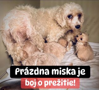 ❗️TOTO SME IM NA VIANOCE NEPRIALI 😔❗️ ❌❌❌❌❌❌❌❌❌❌❌❌❌❌❌❌❌❌❌❌❌❌ Päť útulkov malo mať cez sviatky istotu plných misiek....