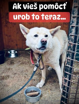❗️NA PSÍKY V HUMENNOM SA ASI ZABUDLO 😱❗️ ❌❌❌❌❌❌❌❌❌❌❌❌❌❌❌❌❌😭❌❌❌❌ Prešli 3 zimy, za ktoré do tohto útulku nedorazila pomoc 🥺...