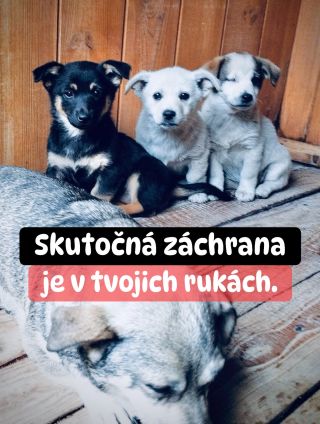 ❗️V HUMENNOM SA POMOC STÁLE NEPODARILO ZABEZPEČIŤ ❗️ ❌❌❌❌❌❌❌❌❌❌❌❌❌❌❌❌❌❌❌❌❌❌ Už štvrtý rok sa funguje na hrane. Bez istoty,...