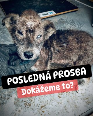 ❗️POSLEDNÁ PROSBA PRE PSÍKY V HUMENNOM 😱❗️ ❌❌❌❌❌❌❌❌❌❌❌❌❌❌❌❌❌❌❌❌❌❌ Posledná prosba o pomoc pre tento útulok❗️ Sme ešte 19%...