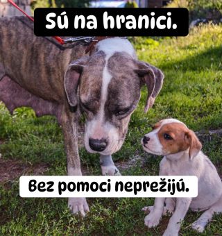 ❗️ŠTIAVNICKÝ ÚTULOK JE NA HRANICI PREŽITIA 🥺❗️ ❌❌❌❌❌❌❌❌❌❌❌❌❌❌❌❌❌❌❌❌❌❌ Nie preto, že by sa nesnažili ale preto, že už dva...