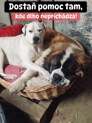 ❗️ZÁCHRANOU SA BOHUŽIAĽ NIČ NEKONČÍ ❗️ ❌❌❌❌❌❌❌❌❌❌❌❌❌❌❌❌❌❌❌❌❌❌ Sú miesta, kde sa nerátajú lajky, ale kilogramy krmiva,...