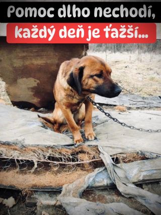 ❗️KEĎ POMOC DLHO NEPRICHÁDZA, KAŽDÝ DEŇ JE ŤAŽŠÍ 🥺❗️ ❌❌❌❌❌❌❌❌❌❌❌❌❌❌❌❌❌❌❌❌❌❌ V štiavnickom útulku sa nič nezastavilo. Psy...