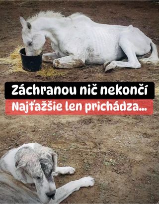 ❗️ZÁCHRANOU SA BOHUŽIAĽ NIČ NEKONČÍ ❗️ ❌❌❌❌❌❌❌❌❌❌❌❌❌❌❌❌❌❌❌❌❌❌ Sú miesta, kde sa nerátajú lajky, ale kilogramy krmiva,...