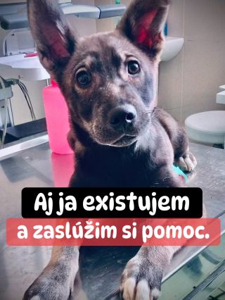 ❗️UŽ SME ÚPLNE V KONCOCH AKO IM POMÔCŤ 😭❗️ ❌❌❌❌❌❌❌❌❌❌❌❌❌❌❌❌❌❌❌❌❌❌ Napriek všetkej snahe sa pomoc pre nich vôbec nehýbe. Aj...