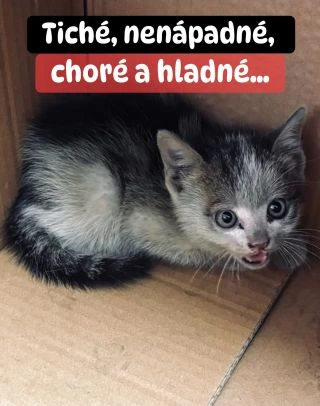 ❗️PRE MNOHÝCH SÚ NEVIDITEĽNÉ… PRE NÁS NIE 🥺❗️ ❌❌❌❌❌❌❌❌❌❌❌❌❌❌❌❌❌❌❌❌❌❌ Na uliciach ich míňame každý deň. Tiché, nenápadné,...