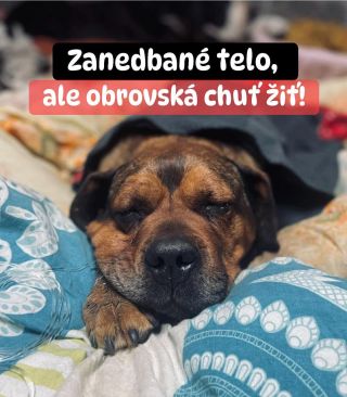 ❗️AK SA TERAZ NIC NEZMENÍ, ZOSTANÚ V TOM SAMI… 😔❗️ Toto je presne ten moment, keď sa rozhoduje… či sa pomoc podarí, alebo...