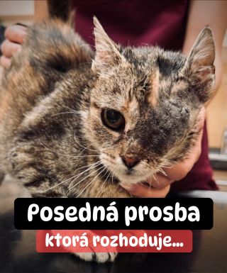 ❗️POSLEDNÁ PROSBA O POMOC PRE NE 😭❗️ Snažili sme sa túto zbierku pre mačičky dotiahnuť do konca. Naozaj. Ale nepodarilo sa...