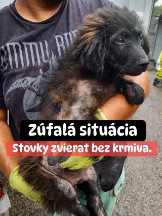 ❗️ZASE SÚ TAM, KDE NEMÁ BYŤ NIKTO 😞❗️ V absolutne zúfalej situácii 🥺 A za mrežami stoja stovky psov, ktoré čakajú… na...
