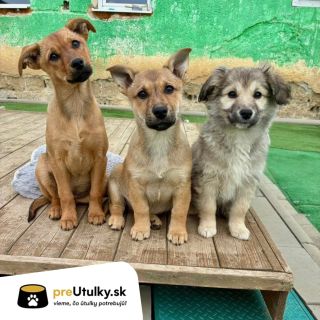 Títo plyšáci sú hladní. 🐾 Pomôžte nám zabezpečiť, aby nemuseli zaspávať hladní. Konzerva ku konzerve, granulka ku...
