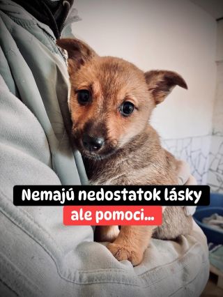 ❗️KAŽDÝ DEŇ PRICHÁDZA ĎALŠIE ZVIERA, ALE POMOC NIE 😞💔❗️ Ráno zazvoní telefón. Niekde našli vyhodeného psa. O pár hodín...