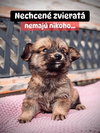 ❗️KAŽDÝ DEŇ PRICHÁDZA ĎALŠIE ZVIERA, ALE POMOC NIE 😞💔❗️ Ráno zazvoní telefón. Niekde našli vyhodeného psa. O pár hodín...