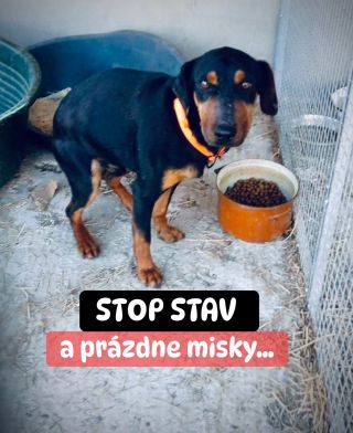 ❗️STOP STAV V ÚTULKU V ŠALI A PRÁZDNE MISKY 😱😭❗️ Pred pár dňami sme museli urobiť jedno z najťažších rozhodnutí, zastaviť...
