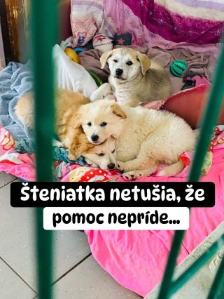 ❗️ZVIERATÁ NEVEDIA, ŽE ZBIERKA SA NEPODARILA🥺💔❗️ Ráno netrpezlivo čakajú pri miskách. Nevedia, že pomoc nepríde. Že účet...