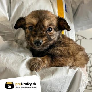 🐾❤️ Som maličký, zvedavý a celý život mám ešte pred sebou. Potrebujem však niečo, bez čoho sa nezaobíde žiadne šteniatko:...