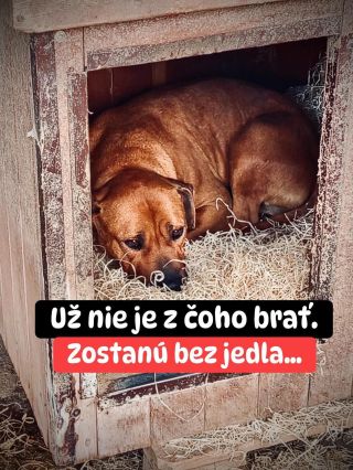 🚨 UŽ NAOZAJ NIE JE Z ČOHO BRAŤ 😱😢❗️ Tieto psíky zostanú jednoducho bez jedla 😓 Za 7 týždňov sme získali ledva tretinu...