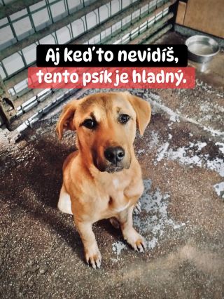 ❗️HLAD NEVIDNO, PRETO O ŇOM NIKTO NEVIE 💔 Ľudia zdieľajú zranené psíky, týrané psíky, veľké záchrany. Ale hlad? Ten nemá...
