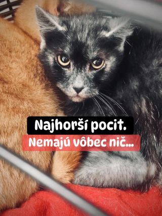 🚨 AK DNES NEPOMÔŽEME, ZAJTRA UŽ NEBUDE KOMU… 😔🐈 Každý deň zachraňujú mačky, o ktoré už nikto iný nebojuje. Tie choré,...