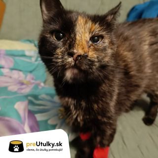 KEĎ SA TO ZOMELIE, TAK VŠETKO NARAZ. 🐾😢 V OZ Mačoz majú za sebou dni, aké nikto nechce... Mačka Dorotka sa po kastrácii...