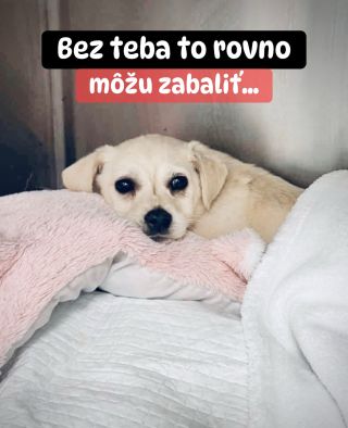 🚨 ÚTULOK V ŠALI TO ASI MÔŽE ZABALIŤ 😓 💔 Dva mesiace čakáme, či sa pomoc pre Šaľu predsa len pohne. Lenže čas beží, psy...