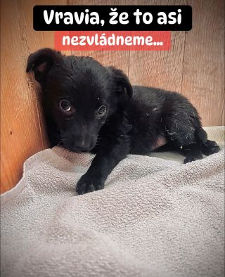 ❗️ÚTULOK V ŠALI TO NAOZAJ NEZVLÁDNE 🥺❗️ Zrejme si ľudia vravia, že veď sa nejako zariadia. Lenže v Šali už sa nie je z...