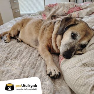 🐾 Eliška má 10 rokov. A pomoc potrebuje aj psí senior. Desať rokov života sa do jednej fotografie nezmestí. No jedno vieme...