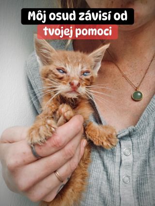 🚨 ICH OSUD ZÁVISÍ LEN OD VAŠEJ POMOCI 🥺💔 Tento azyl už dlho prosí o pomoc a výsledok je desivý – POLOVICA potrebného...