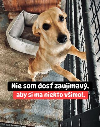❗️NIE SÚ DOSŤ ZAUJÍMAVÍ ,ABY SI ICH NIEKTO VŠIMOL❓🥺 Toto je „iba“ útulok v Žiari. Plný obyčajných psov. Takých, akých sú...