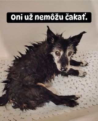 ❗️ONI UŽ NEMÔŽU ČAKAŤ, KÝM SI NA NICH NIEKTO SPOMENIE❗️ V Azyle u Badyho nekončia zvieratá, pri ktorých stačí pár týždňov...