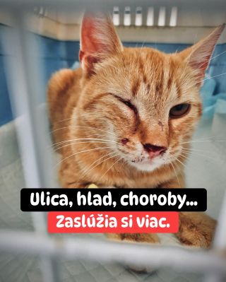 ❗️ BYSTRICKÁ MAČAČÁREŇ PROSÍ O POMOC. TOĽKO MAČIEK BEZ KRMIVA NEZVLÁDNU. 💔 Bystrická mačačáreň má pod svojimi krídlami...