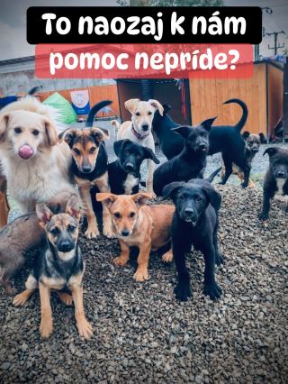 ❗️UŽ NEVIEME, AKO TÝMTO ÚTULKOM POMÔCŤ 😔❗️ ❌❌❌❌❌❌❌❌❌❌❌❌❌❌❌❌❌❌❌❌❌❌ Päť útulkov malo mať cez sviatky istotu plných misiek....