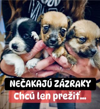 ❗️NEČAKAJÚ NA ZÁZRAK, CHCÚ LEN PREŽIŤ 🥺❗️ ❌❌❌❌❌❌❌❌❌❌❌❌❌❌❌❌❌❌❌❌❌❌ Už druhý rok čakajú. Iba na to, že si na nich niekto...