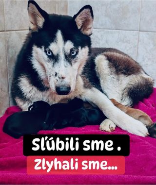 ❗️TOTO SME IM SĽÚBILI… ALE ZLYHÁVAME 😭 ❗️ 💔💔💔💔💔💔💔💔💔💔💔💔💔💔💔💔💔 Hovorili sme, že budú v bezpečí. Že brušká budú mať plné. Že...