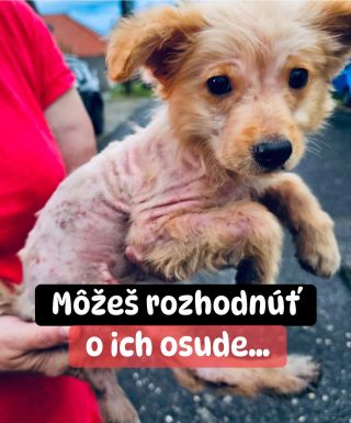 ❗️BLÍŽIME SA K NEÚSPEŠNÉMU KONCU❓😱😱😱 ❌❌❌❌❌❌❌❌❌❌❌❌❌❌❌❌❌❌❌❌❌❌ Pomoc pre útulok v Leviciach sa blíži k záveru, zbierame už...