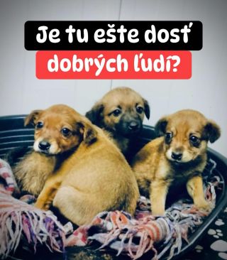 ❗️TÚLAVÉ LABKY MAJÚ PRÁZDNE MISKY 😱❗️ ❌❌❌❌❌❌❌❌❌❌❌❌❌❌❌❌❌❌❌❌❌❌ Útulkáčom v Štiavnici neprišla pomoc už DVA ROKY 😩 Psíkovia...