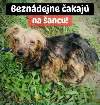 ❗️ÚTULOK V ŠTIAVNICI NÁS NAOZAJ POTREBUJE ❗️ ❌❌❌❌❌❌❌❌❌❌❌❌❌❌❌❌❌❌❌❌❌❌ Zvieratá tu prežívajú len vďaka ľuďom, ktorí na ne...