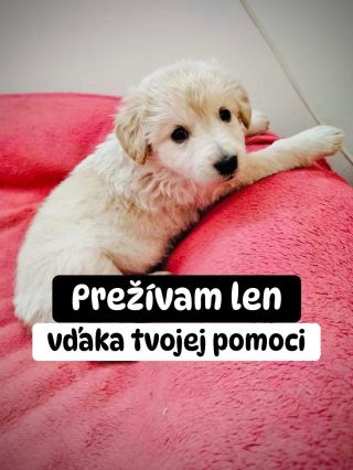 ❗️ÚTULOK V ŠTIAVNICI NÁS NAOZAJ POTREBUJE ❗️ ❌❌❌❌❌❌❌❌❌❌❌❌❌❌❌❌❌❌❌❌❌❌ Zvieratá tu prežívajú len vďaka ľuďom, ktorí na ne...