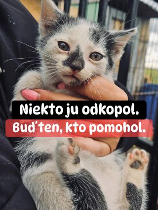 ❗️MAČIČKY, NA KTORÉ SA STÁLE ZABÚDA 🥺❗️ ❌❌❌❌❌❌❌❌❌❌❌❌❌❌❌❌❌❌❌❌❌❌ Ostávajú v tieni, aj keď ich osudy sú rovnako ťažké....