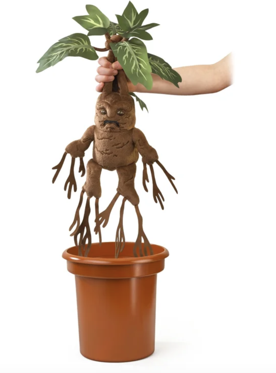 mandragora