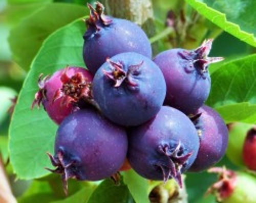 Mézalácsony (Fanyarka) termesztési útmutatója