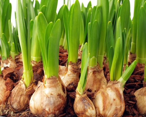 Hagymás növények termesztési útmutatói