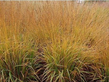 bezkolenec modr� 1