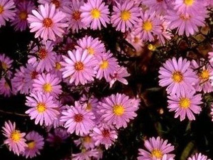 kopretina roseum