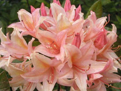 Azalka 'Chanel' (Balení kontejner C5)