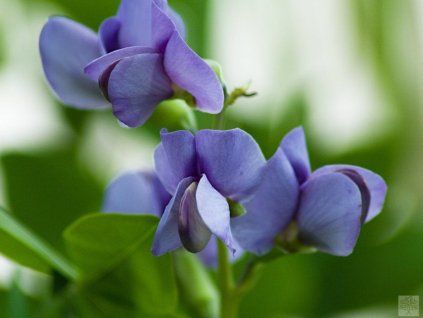 baptisia