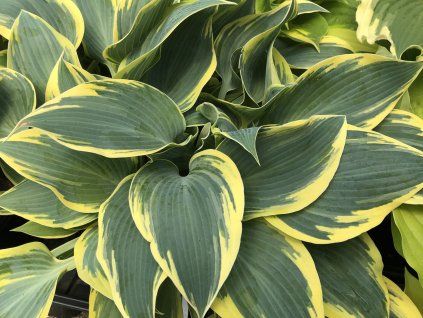 Hosta 'First Frost'