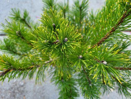 Pinus mugo var. pumilio (1)