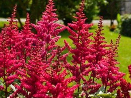 r��ovo�erven�