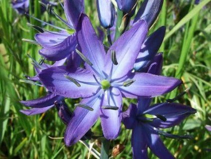 123761 ladonik obecny quamash